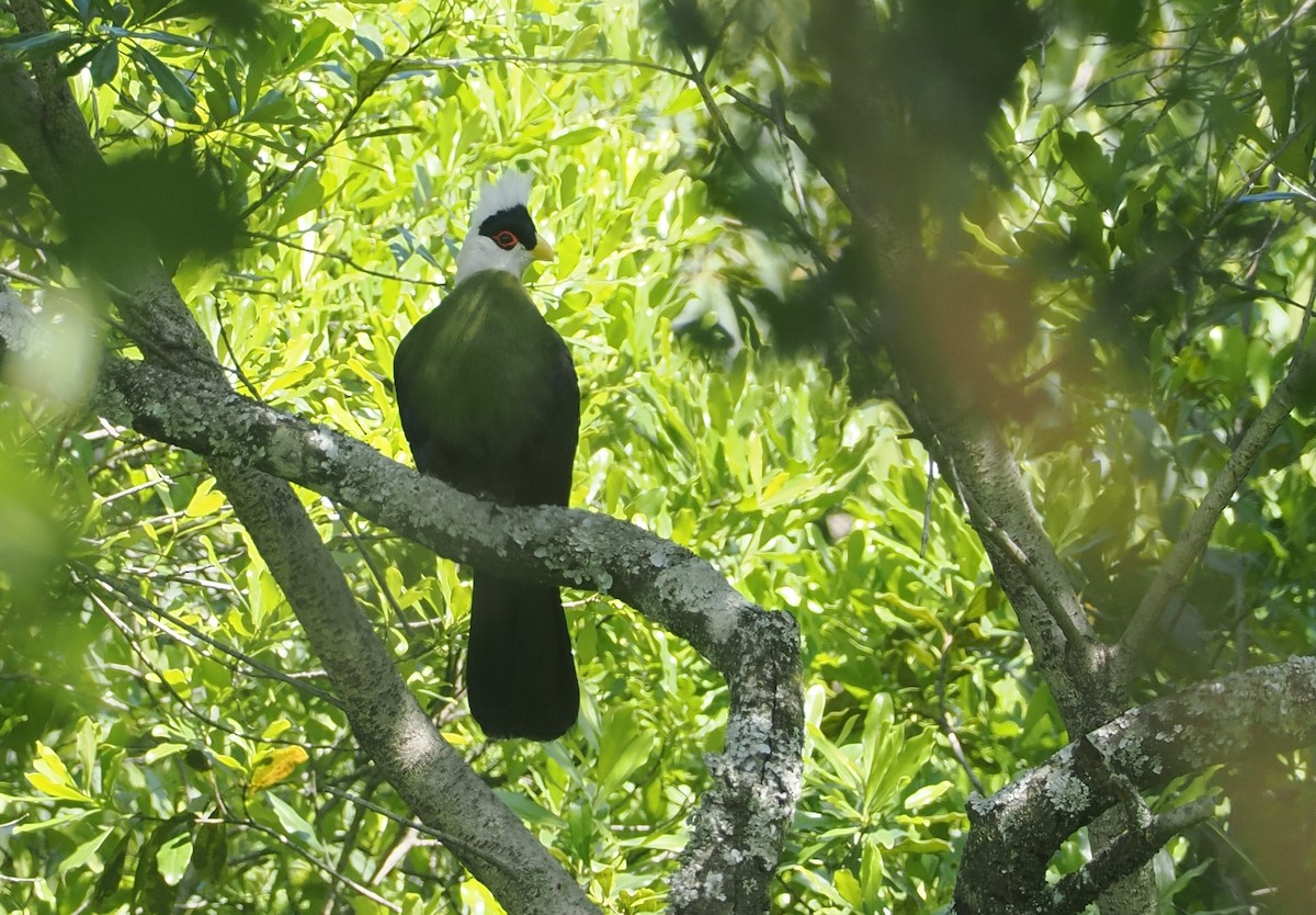 White-crested Turaco - ML646616646