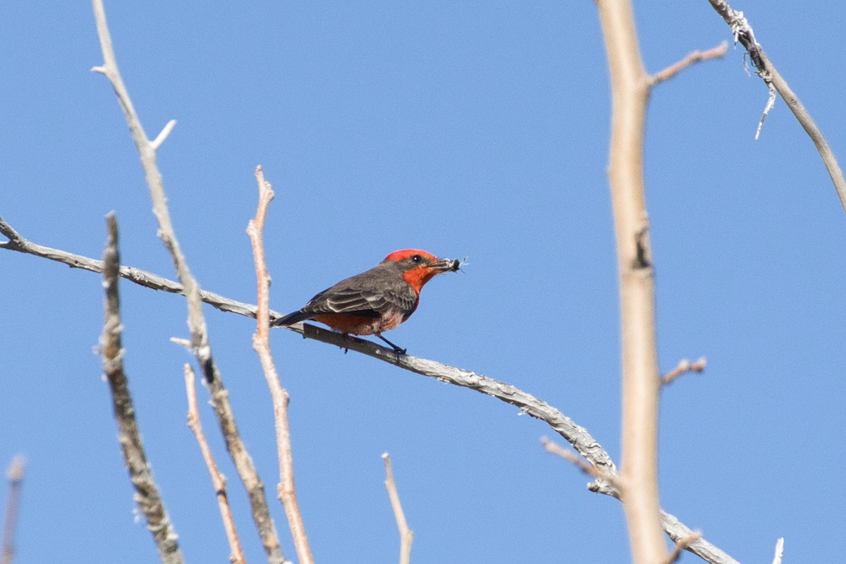 Vermilion Flycatcher - ML646616647