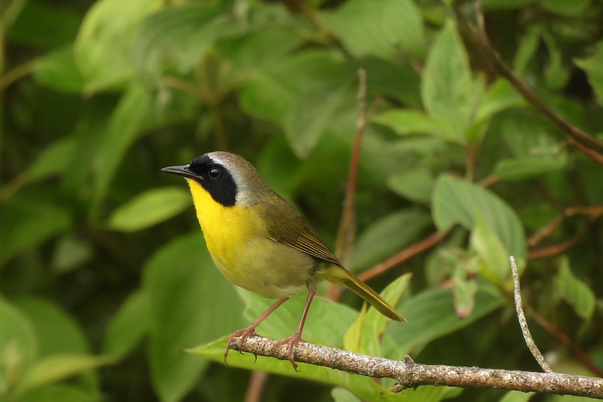 Common Yellowthroat - ML646616649