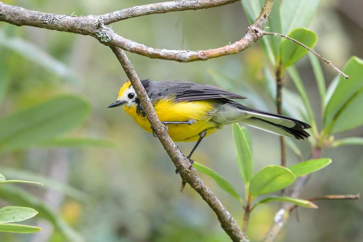 Golden-fronted Redstart - ML646616651