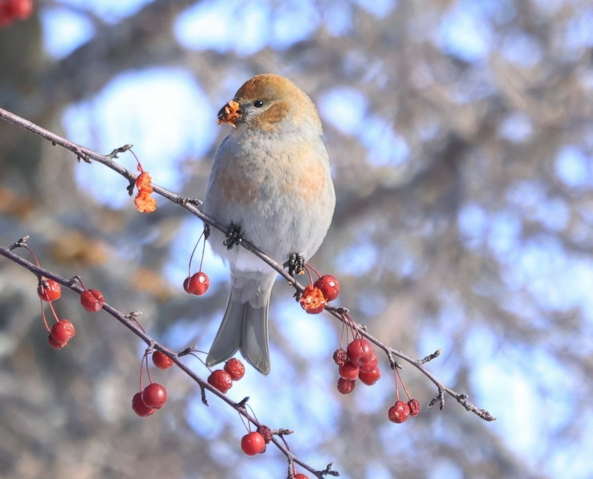 Pinu-gailupa - ML646616652