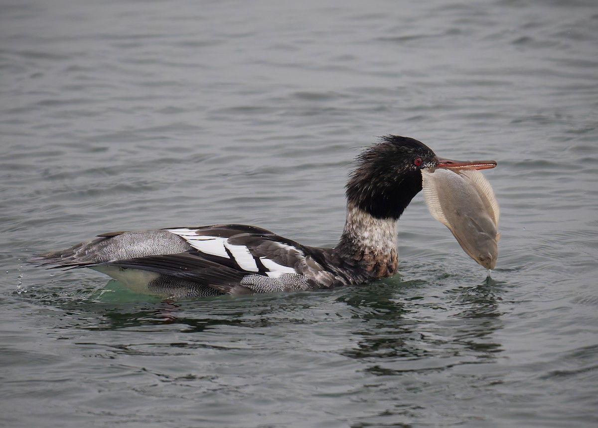 Red-breasted Merganser - ML646616653