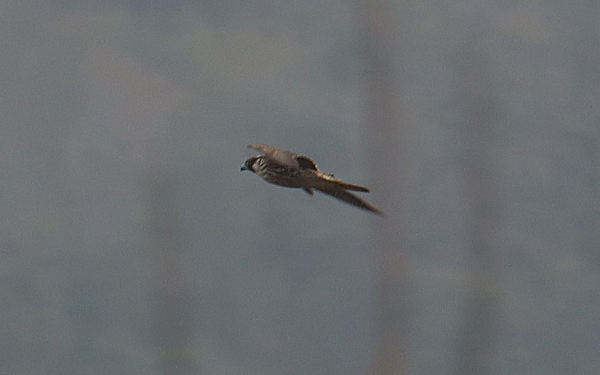 Wanderfalke - ML646616654