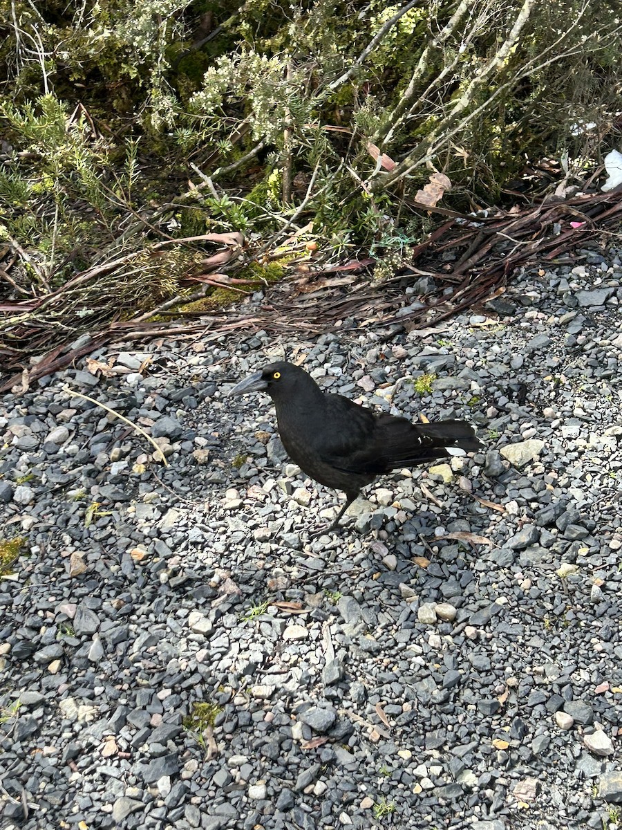 クロフエガラス - ML646616655