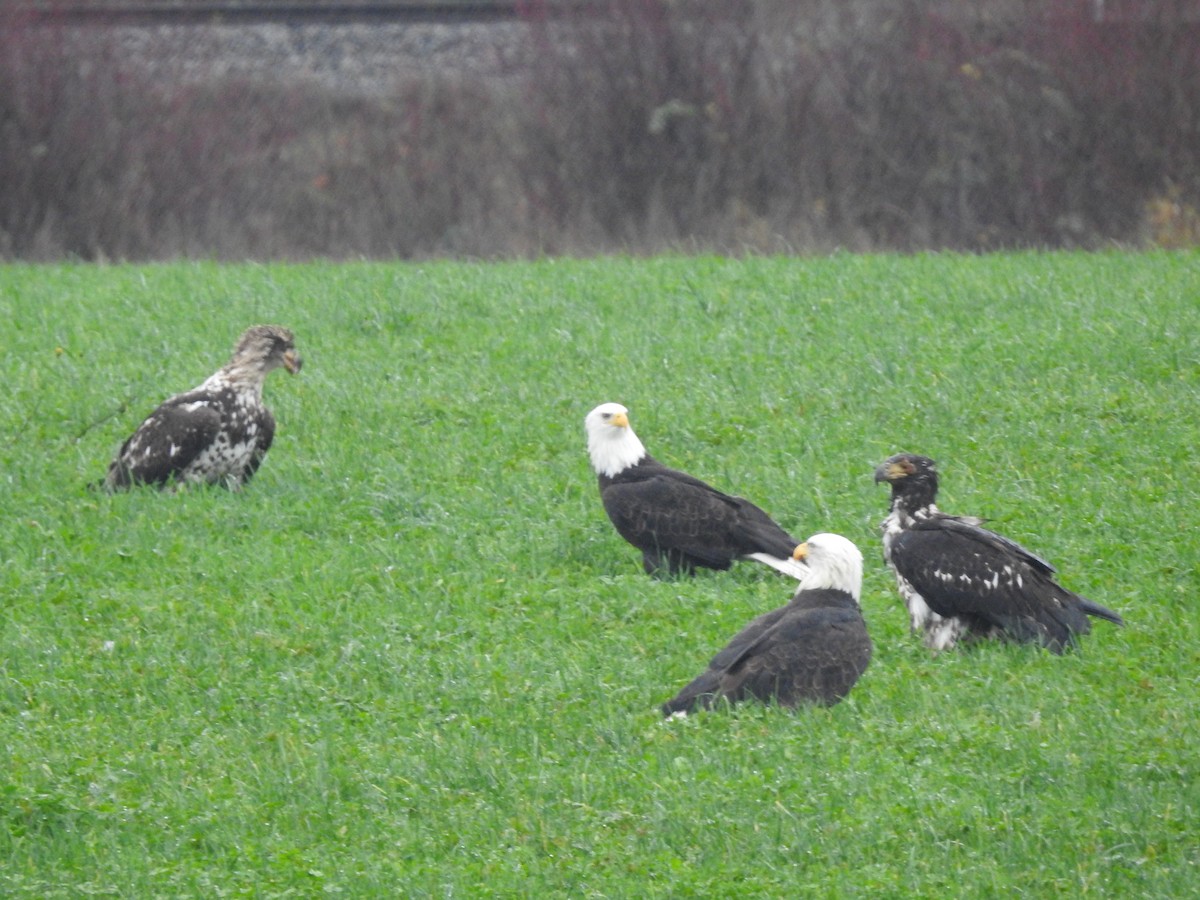 Bald Eagle - ML646616656