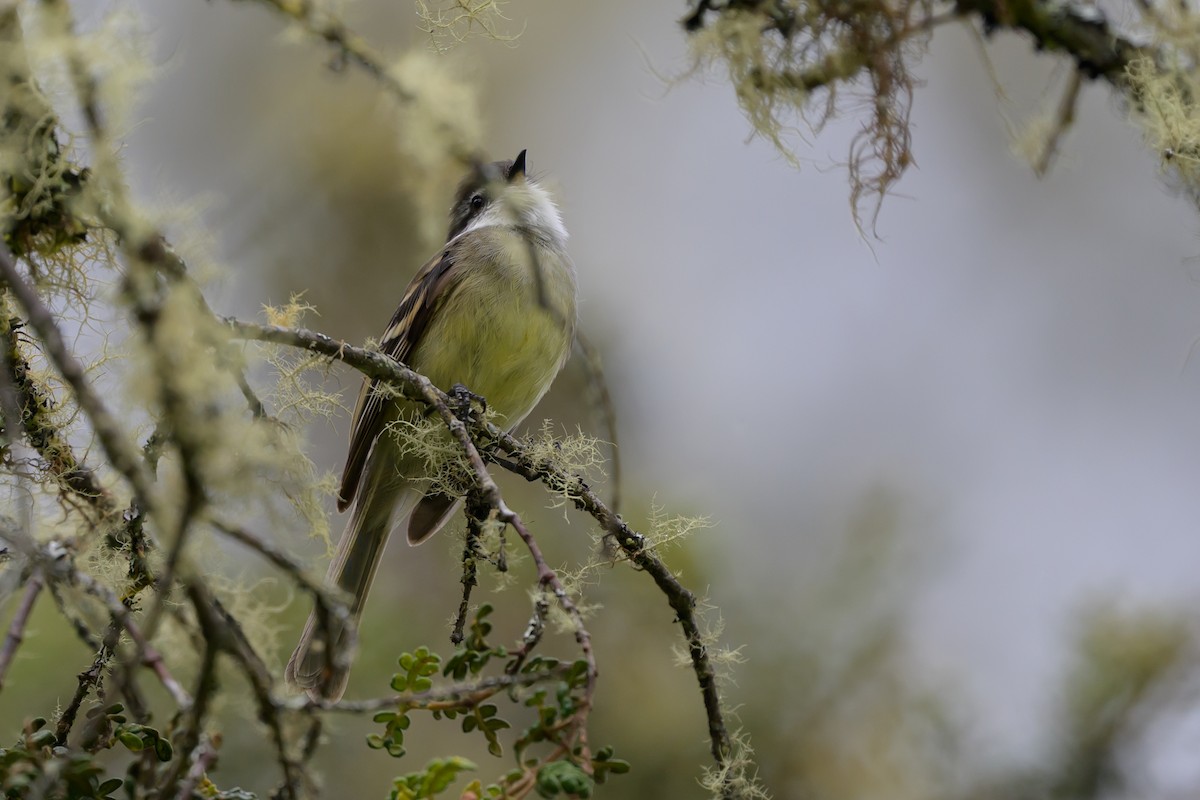 White-throated Tyrannulet - ML646616657