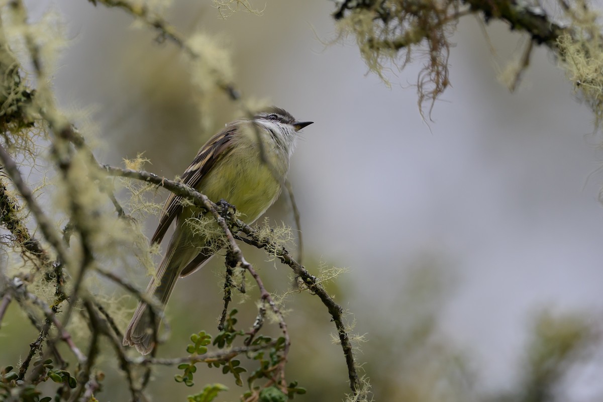 White-throated Tyrannulet - ML646616658