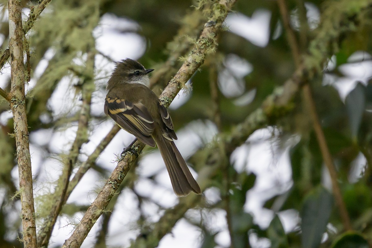 White-throated Tyrannulet - ML646616659