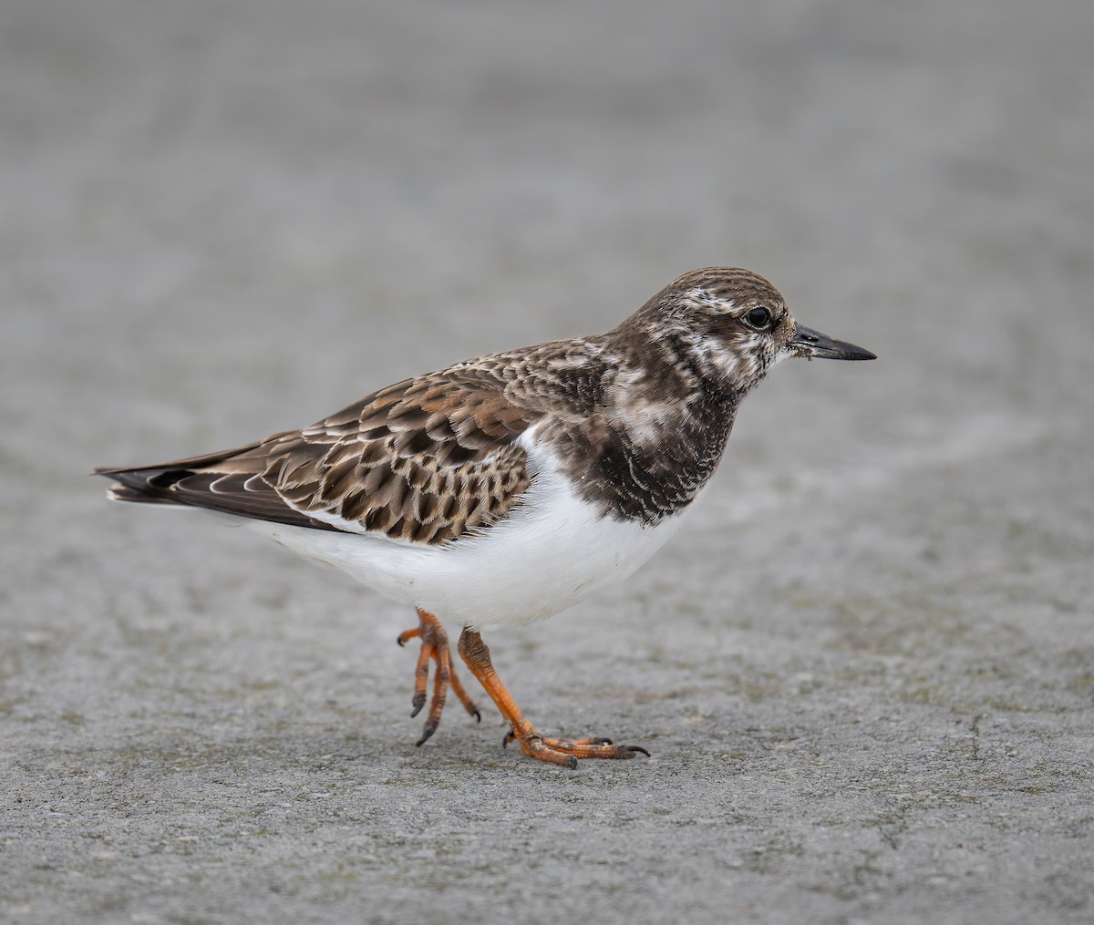Ruddy Turnstone - ML646616660
