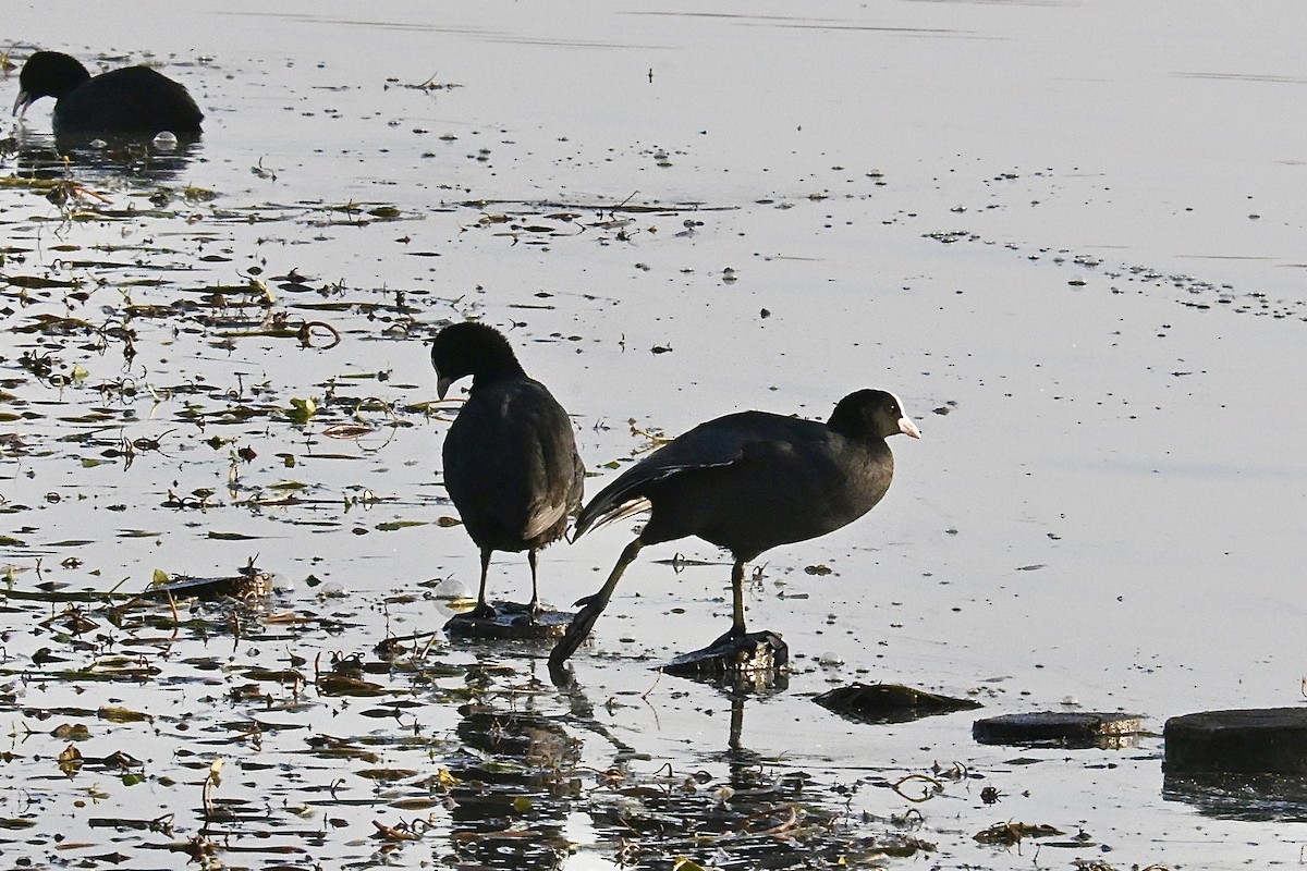 Eurasian Coot - ML646616661