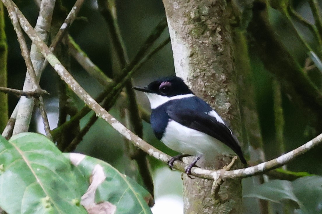 メスアカメガネヒタキ - ML646616667