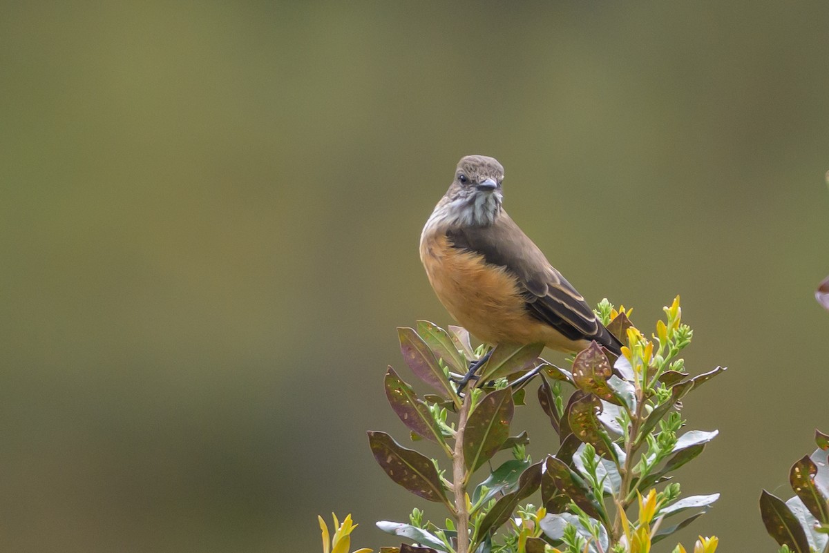 Streak-throated Bush-Tyrant - ML646616668