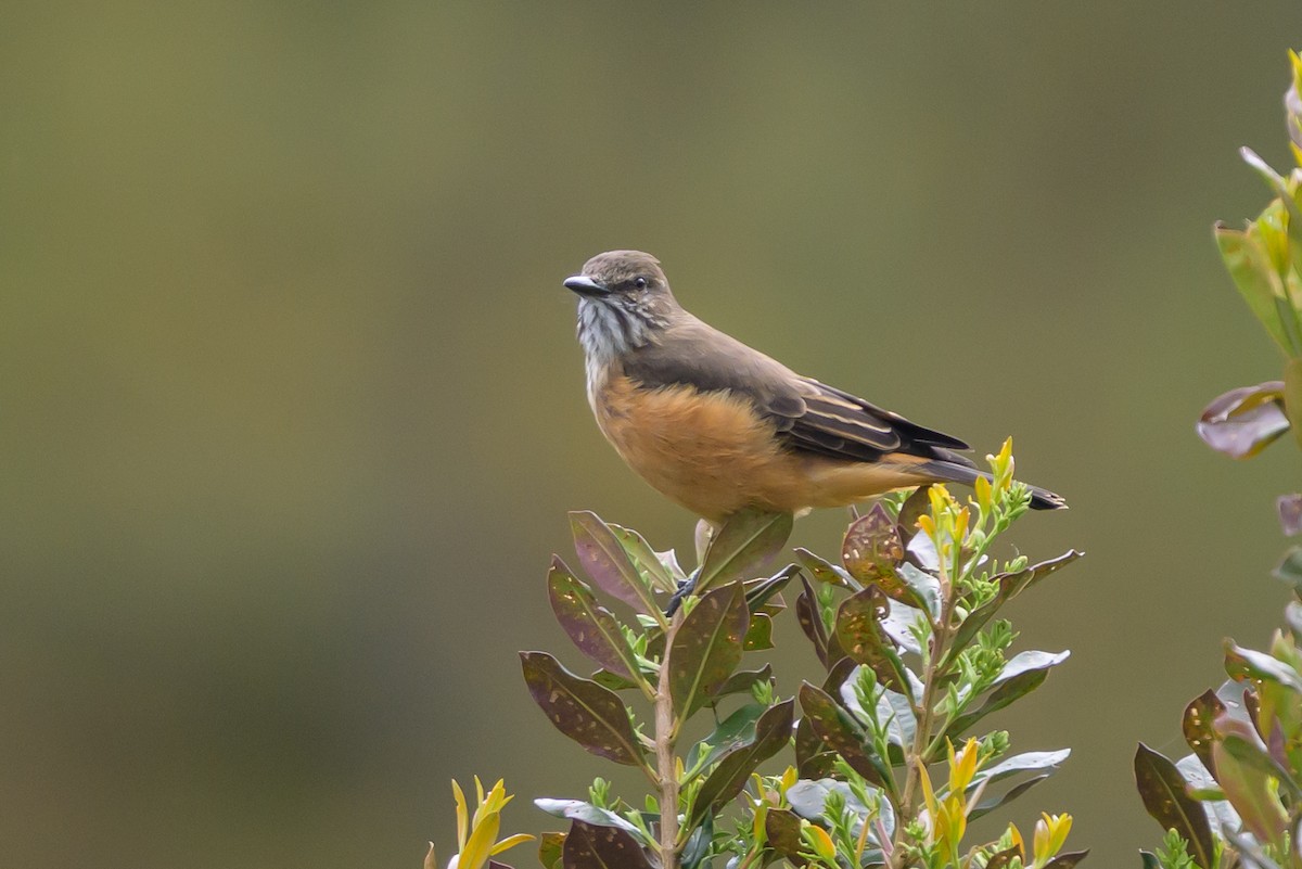 Streak-throated Bush-Tyrant - ML646616669