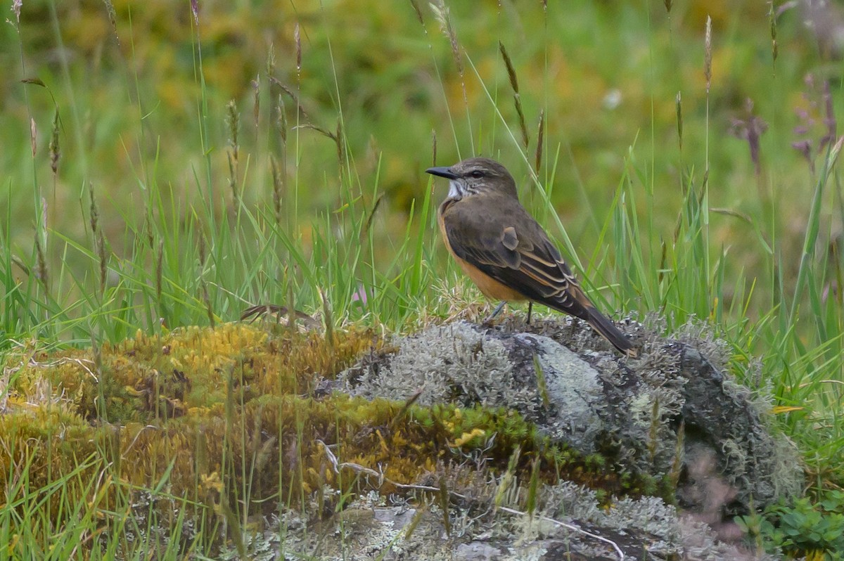 Streak-throated Bush-Tyrant - ML646616670