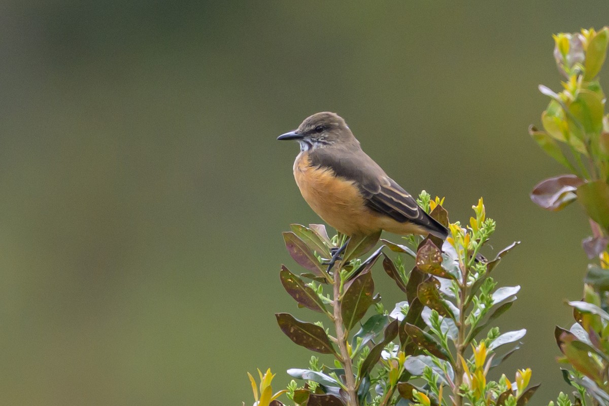 Streak-throated Bush-Tyrant - ML646616673
