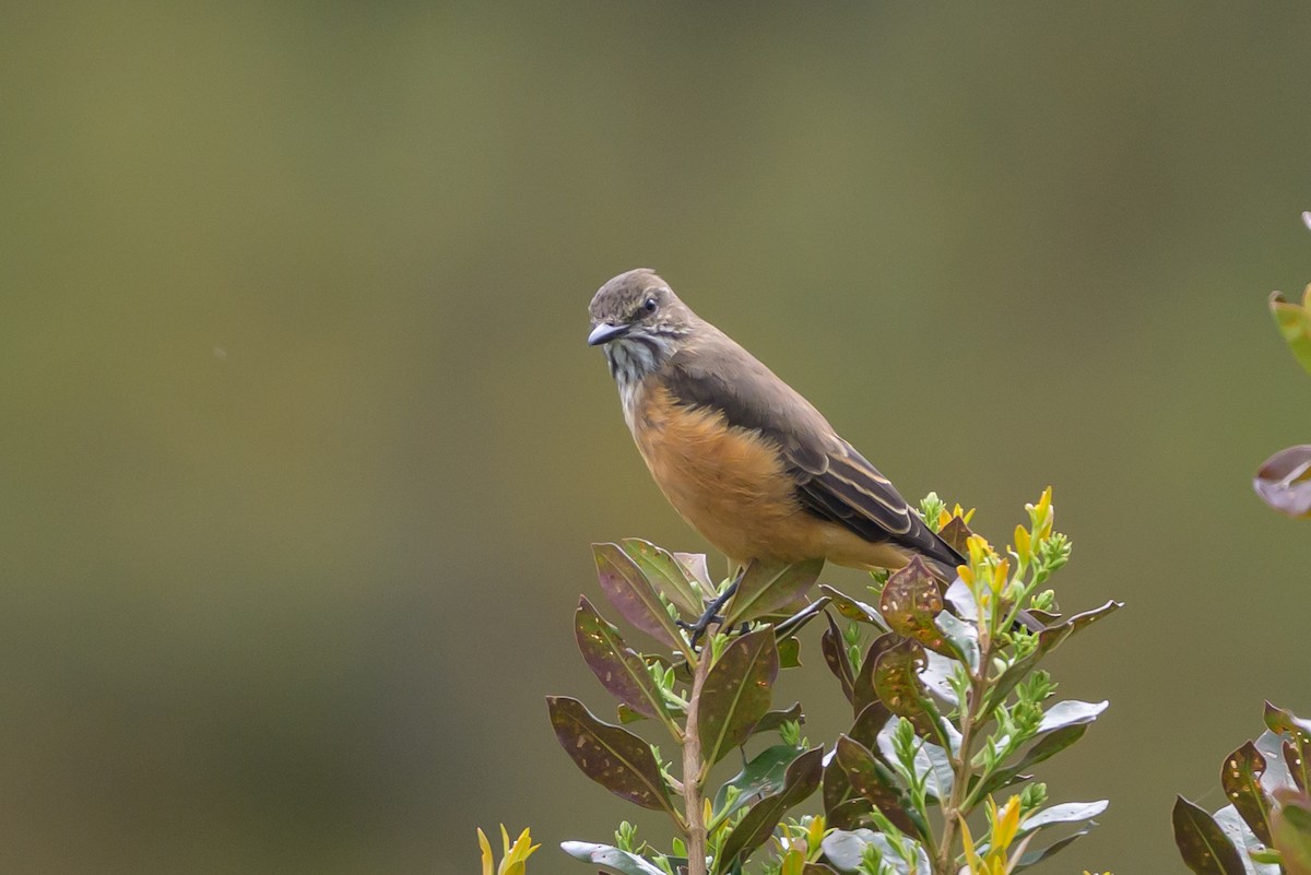 Streak-throated Bush-Tyrant - ML646616674