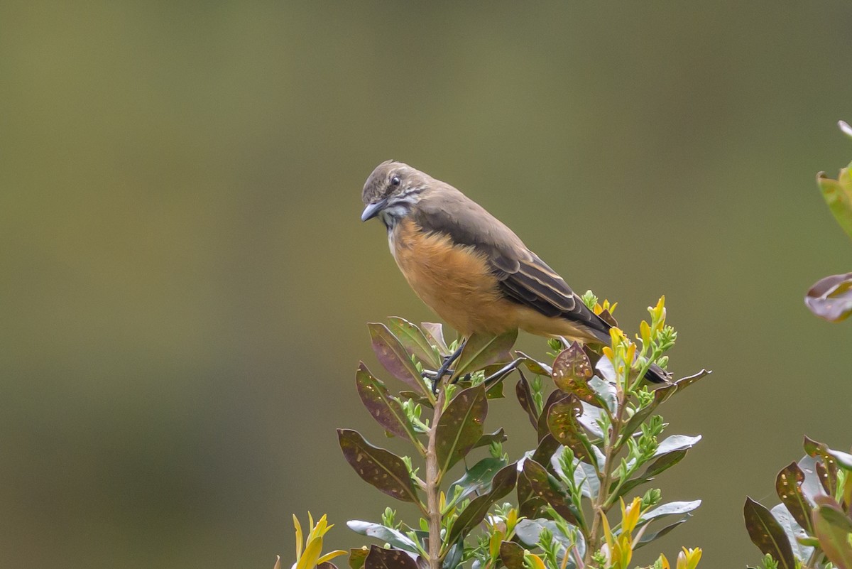 Streak-throated Bush-Tyrant - ML646616675