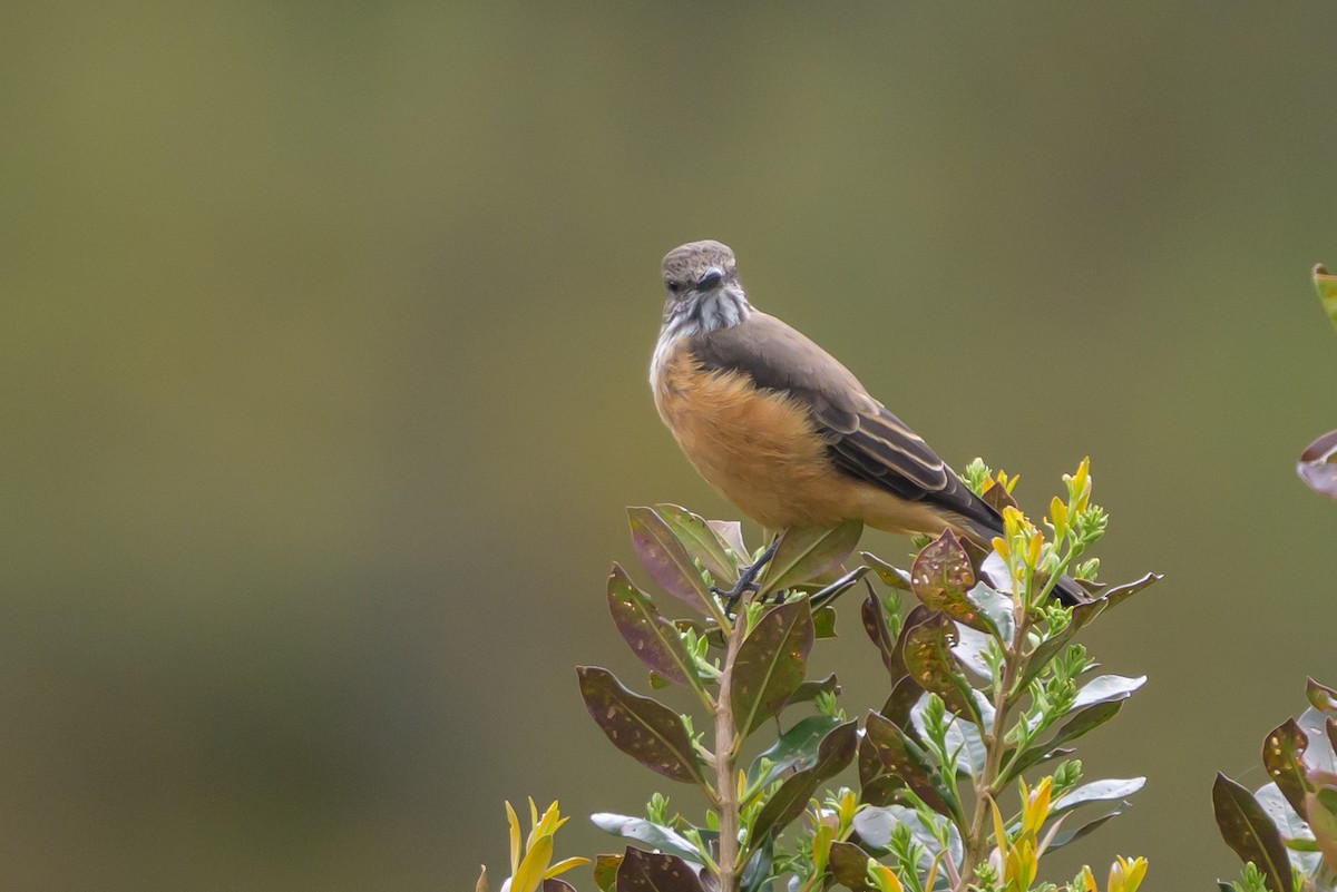 Streak-throated Bush-Tyrant - ML646616676