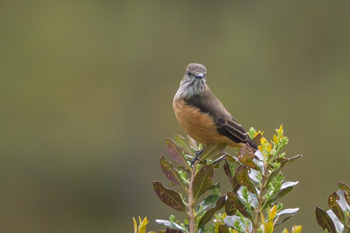 Streak-throated Bush-Tyrant - ML646616677