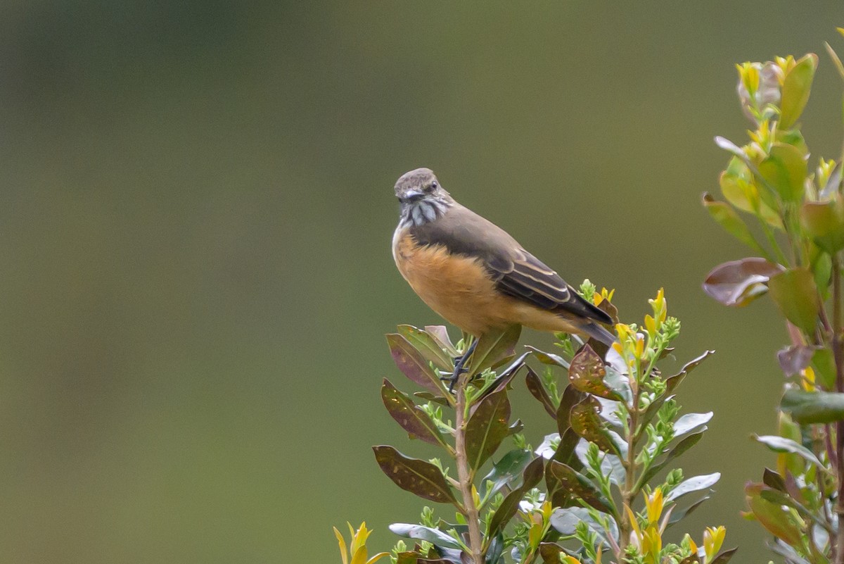 Streak-throated Bush-Tyrant - ML646616678