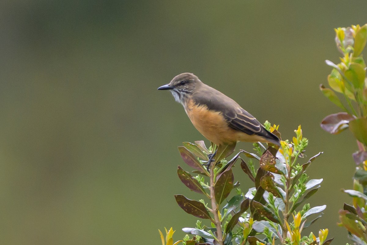 Streak-throated Bush-Tyrant - ML646616679