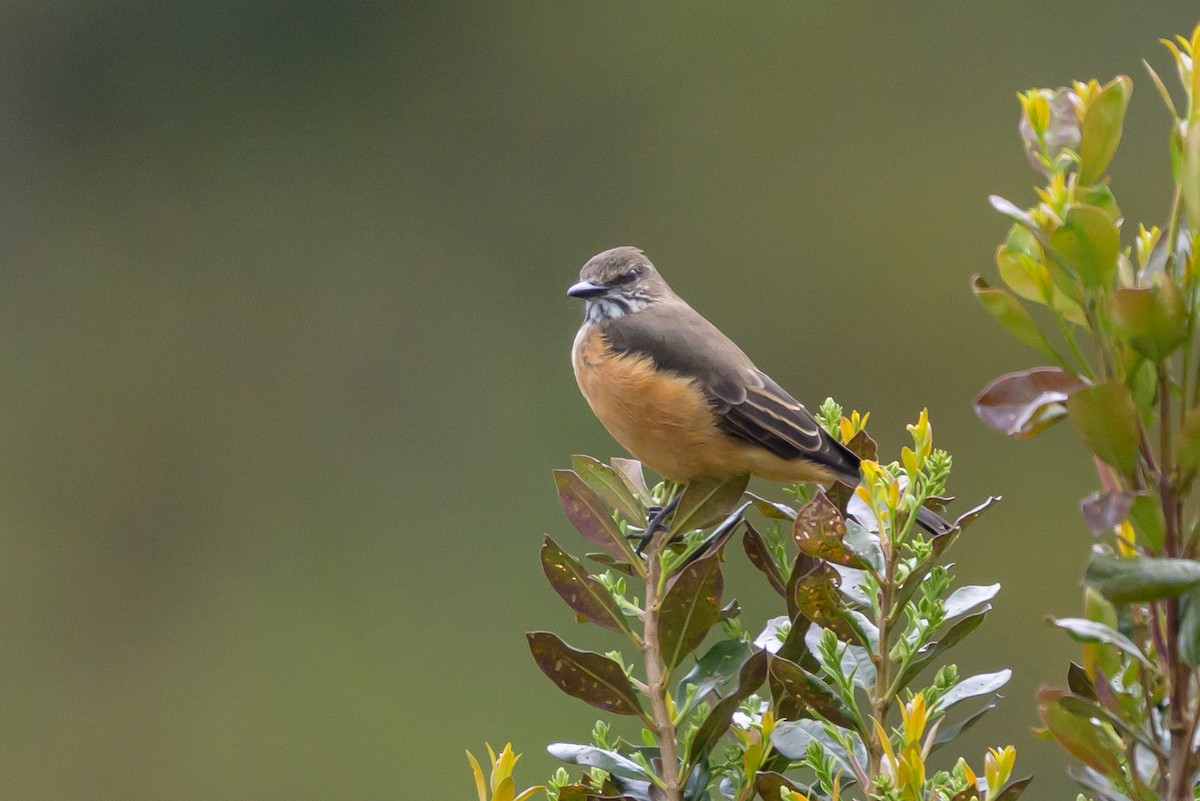 Streak-throated Bush-Tyrant - ML646616680