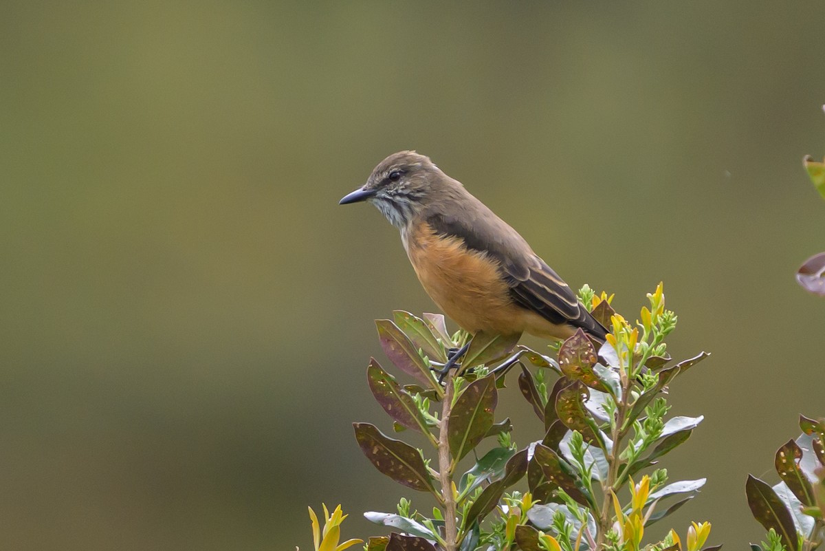 Streak-throated Bush-Tyrant - ML646616681