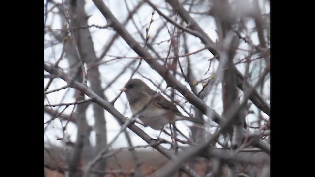 Dark-eyed Junco (Slate-colored/cismontanus) - ML646616683