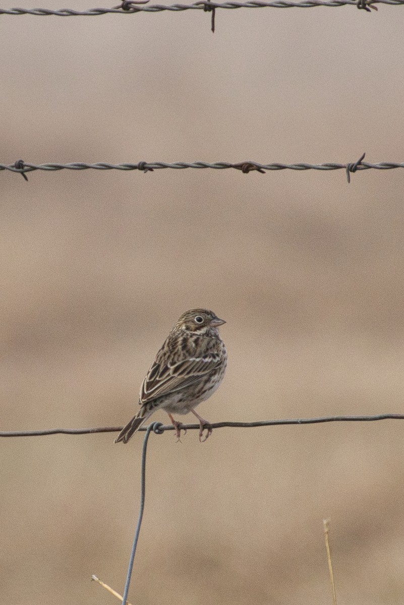 Vesper Sparrow - ML646616684