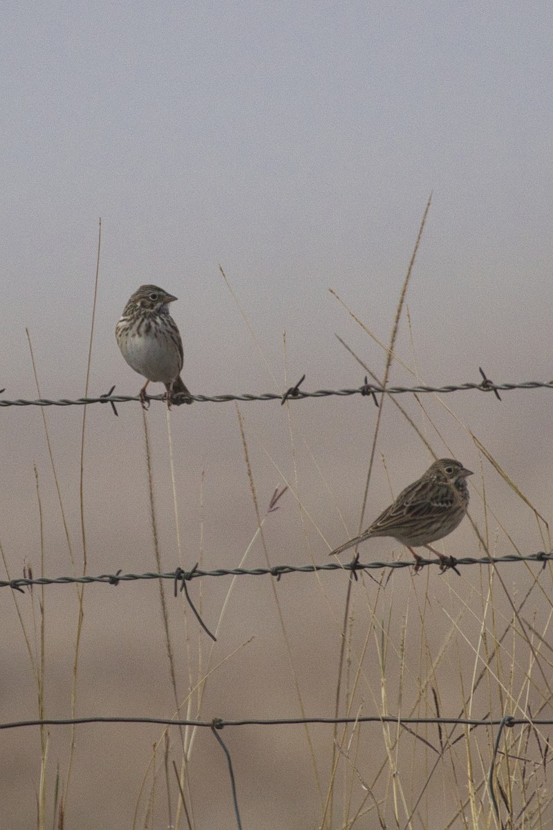 Vesper Sparrow - ML646616685