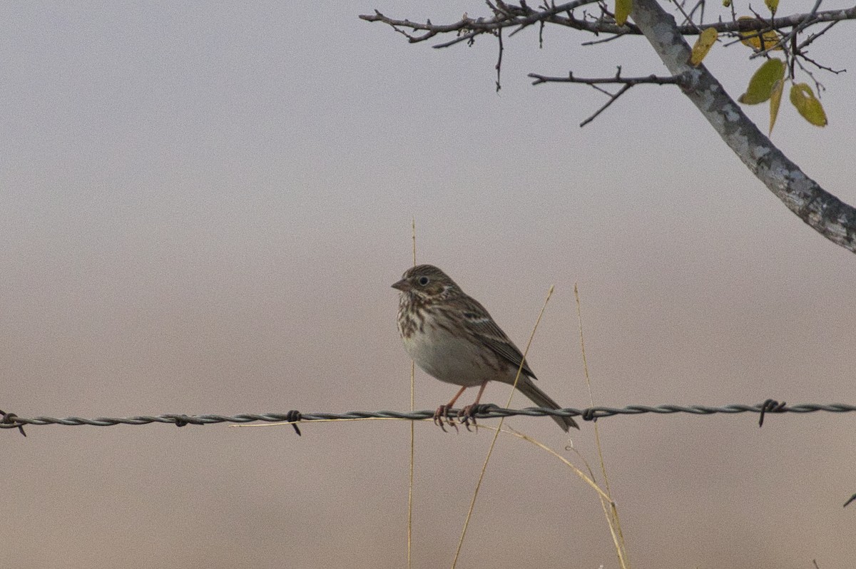 Vesper Sparrow - ML646616686