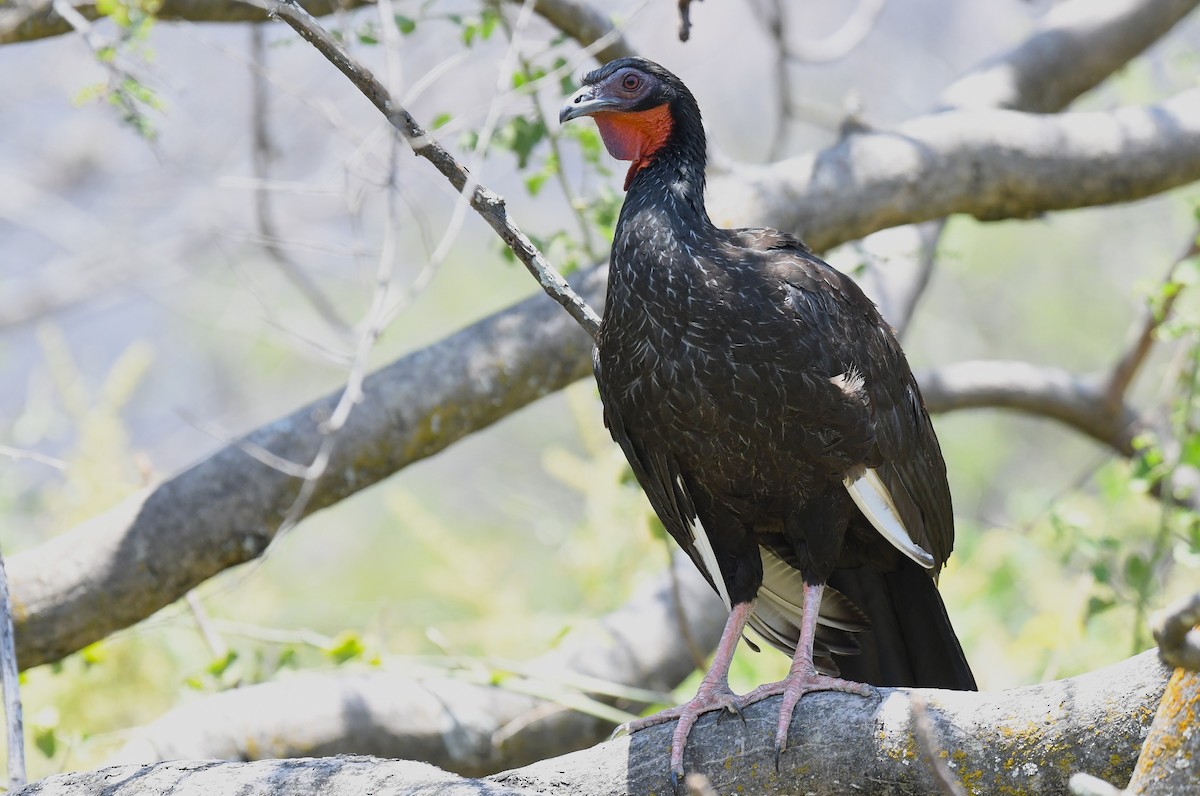 hvitvingehokko - ML646616692