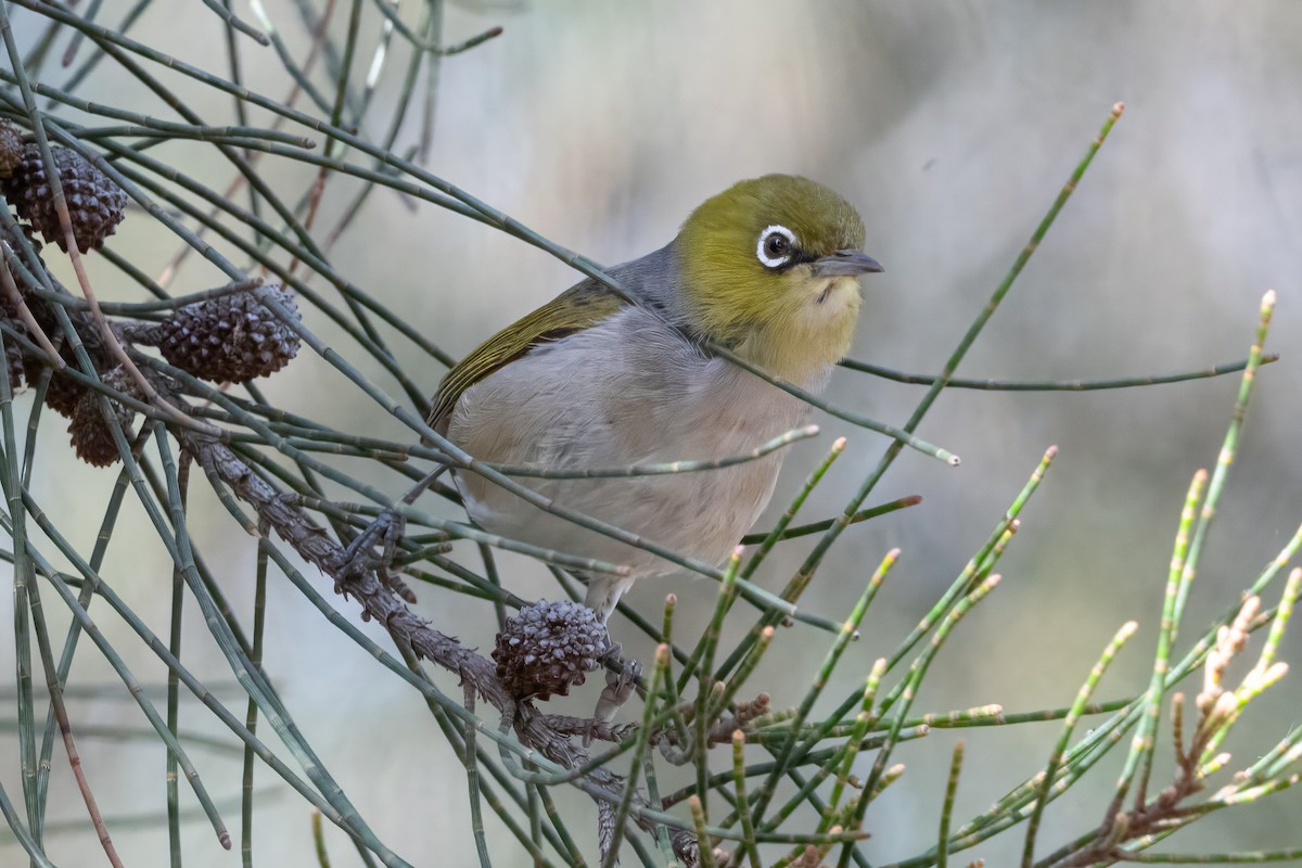 Silvereye - ML646616693