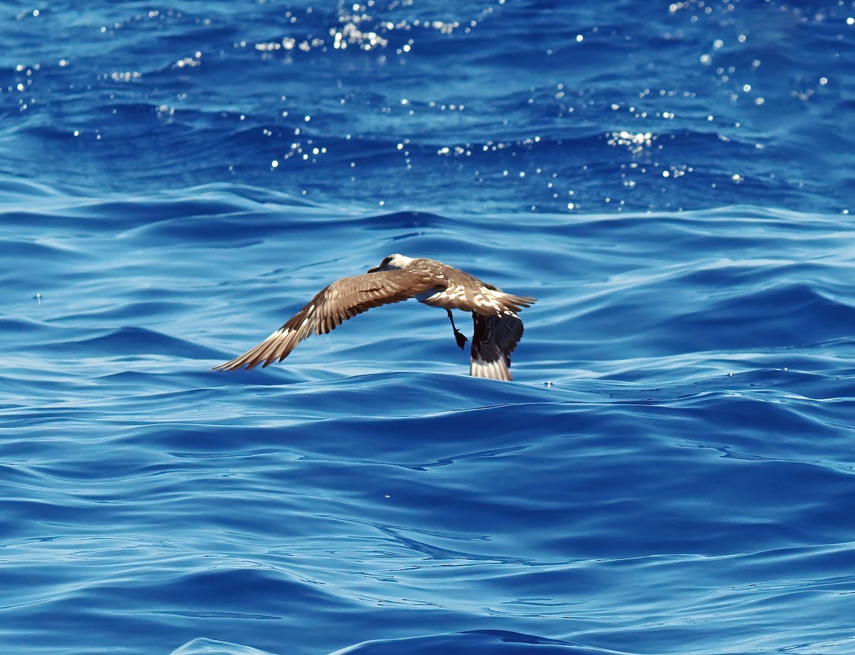 クロトウゾクカモメ - ML646616694