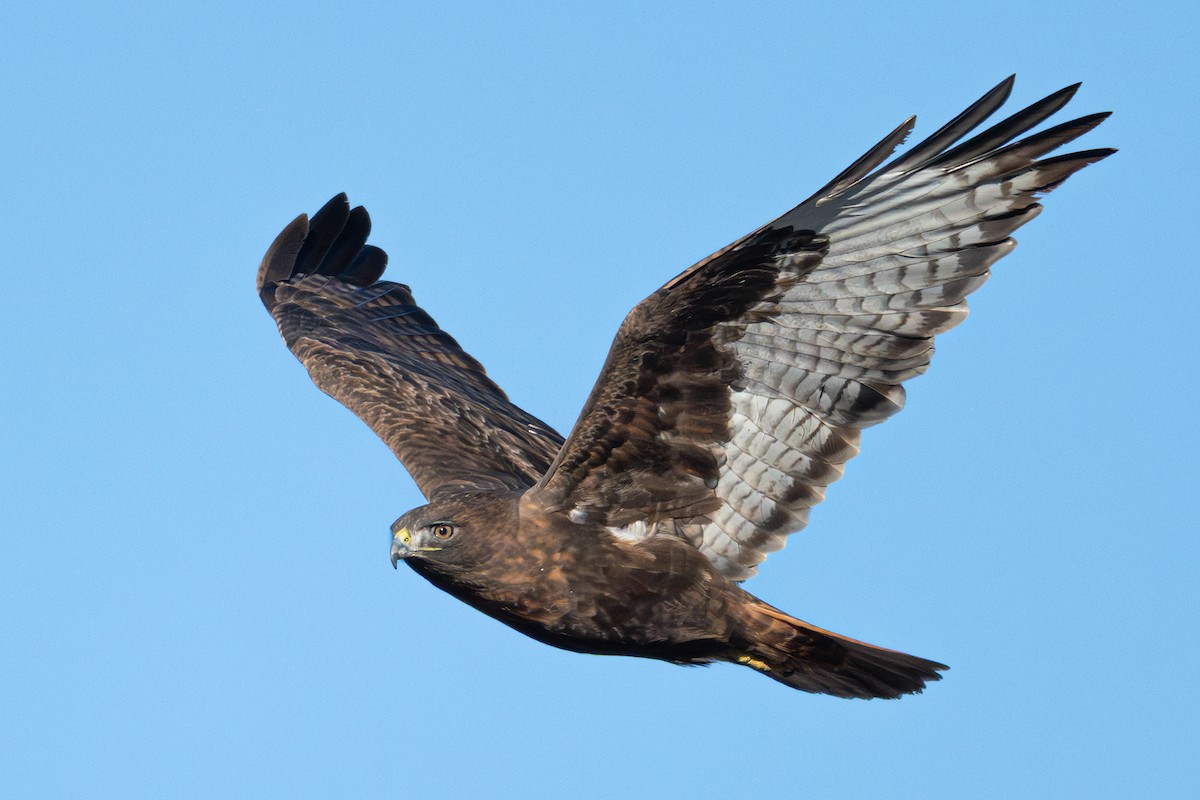 Red-tailed Hawk - ML646616695