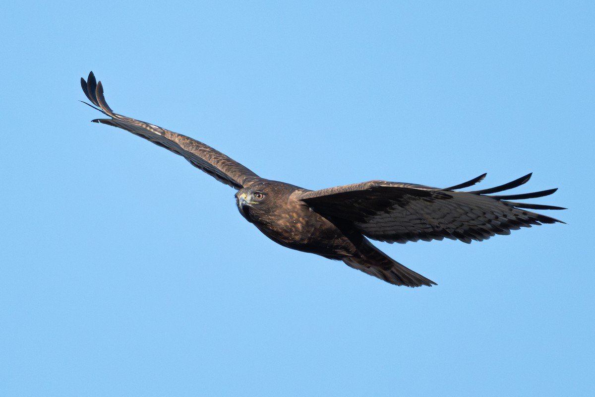 Red-tailed Hawk - ML646616696