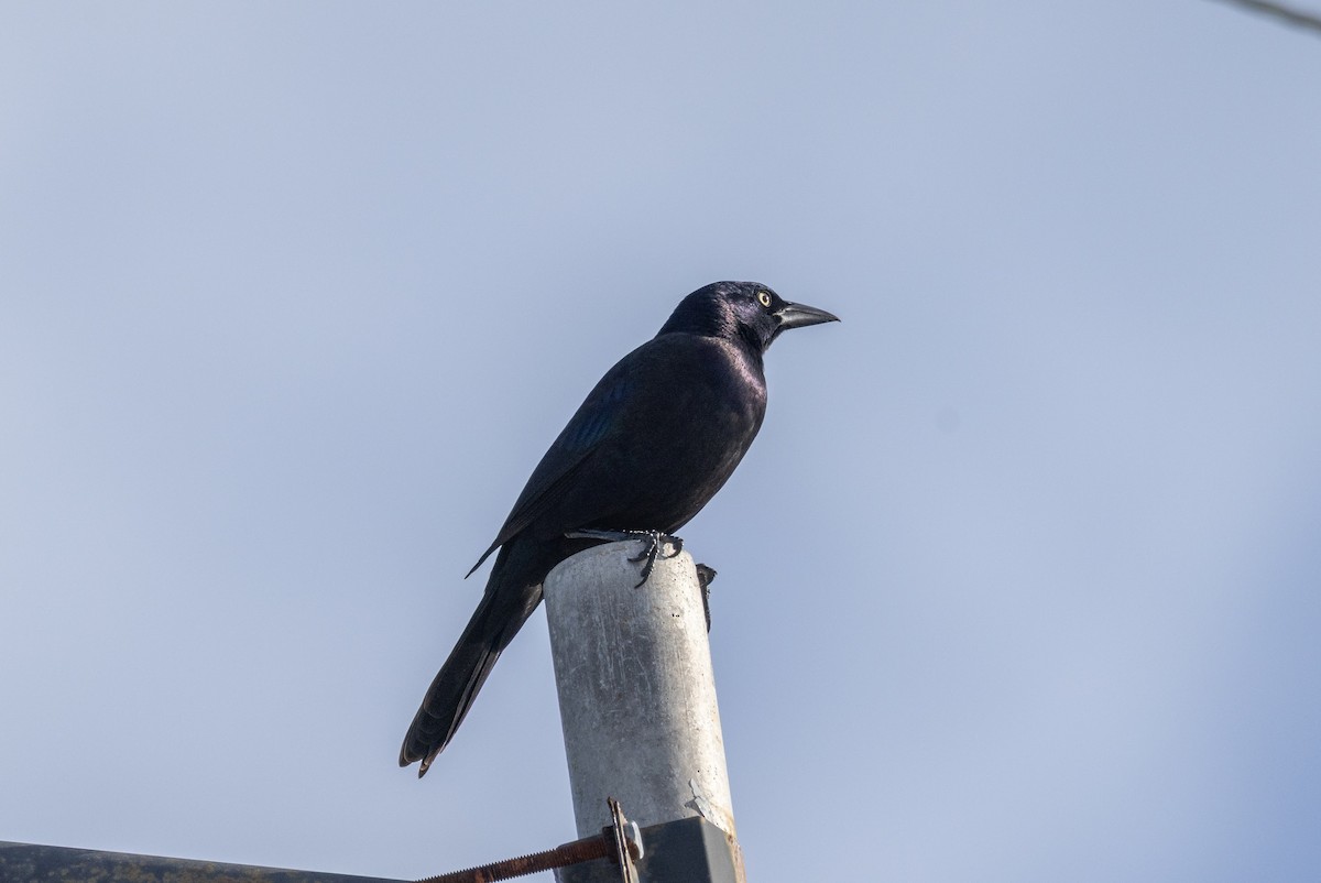 Common Grackle - ML646616697