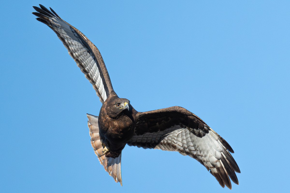 Red-tailed Hawk - ML646616700