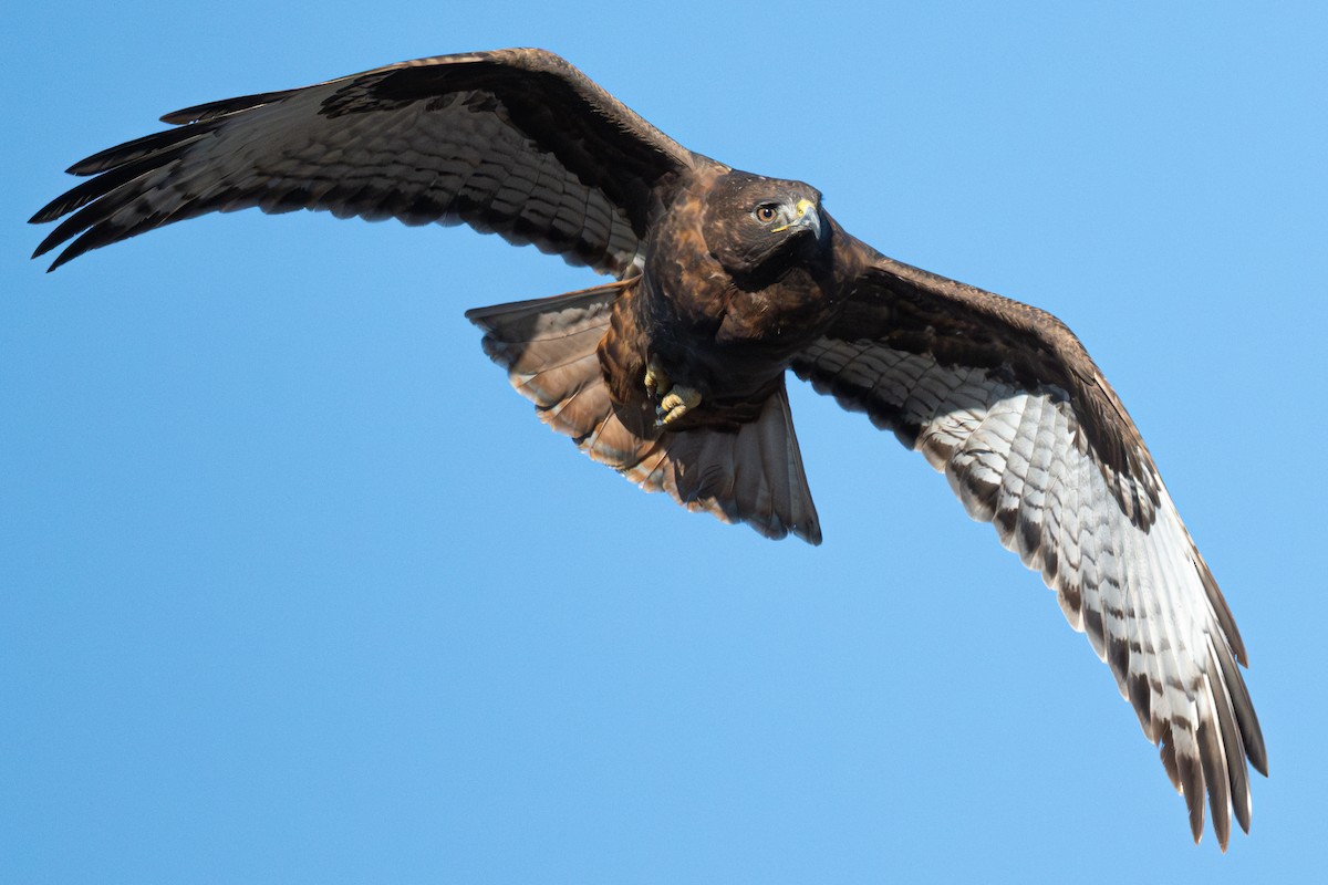 Red-tailed Hawk - ML646616701