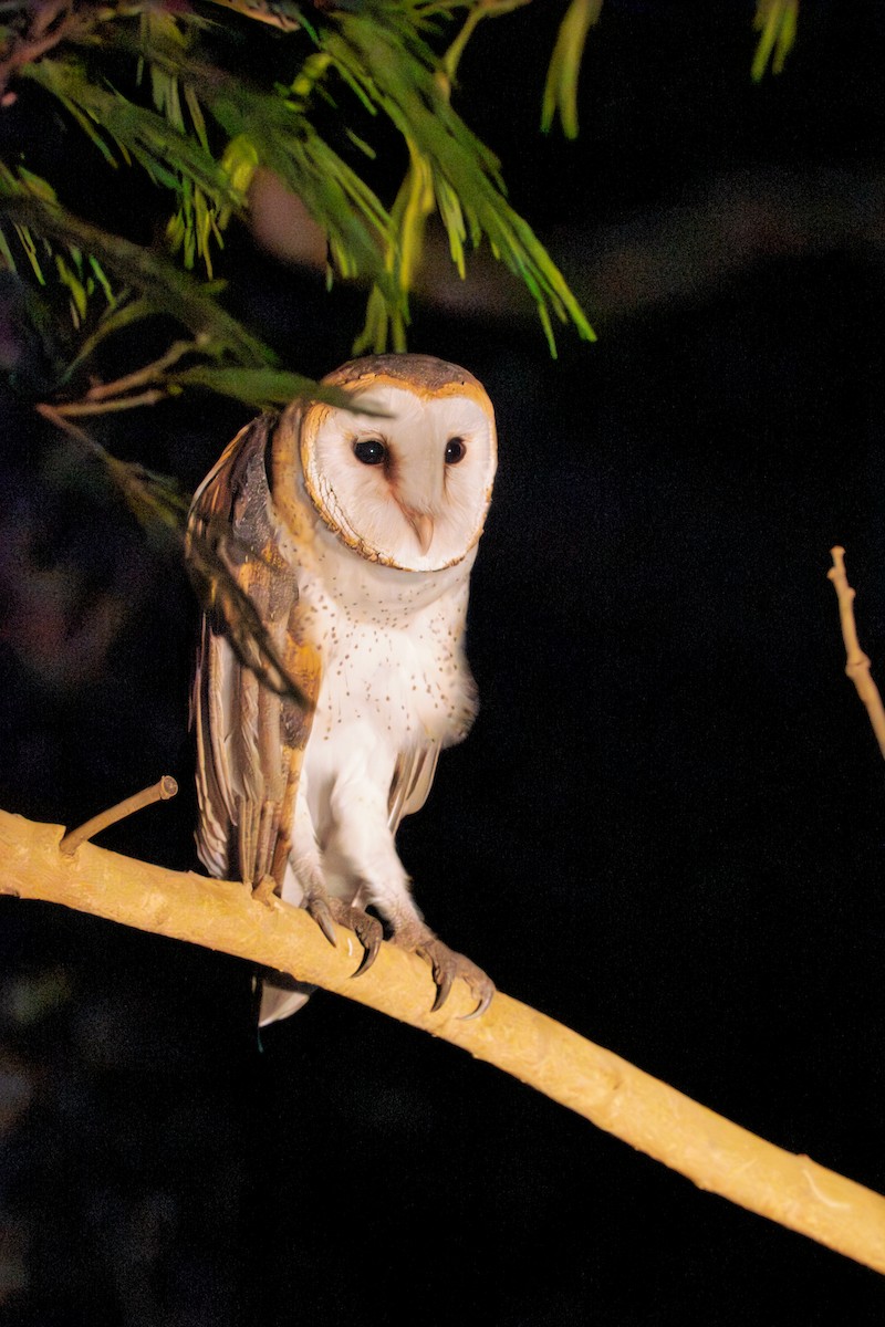 Lechuza Común Americana - ML646616702