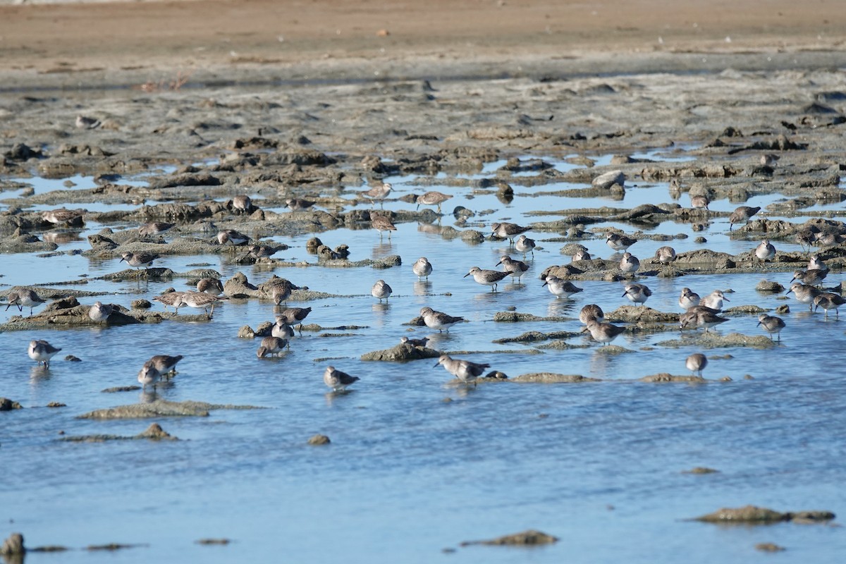 Least Sandpiper - ML646616703