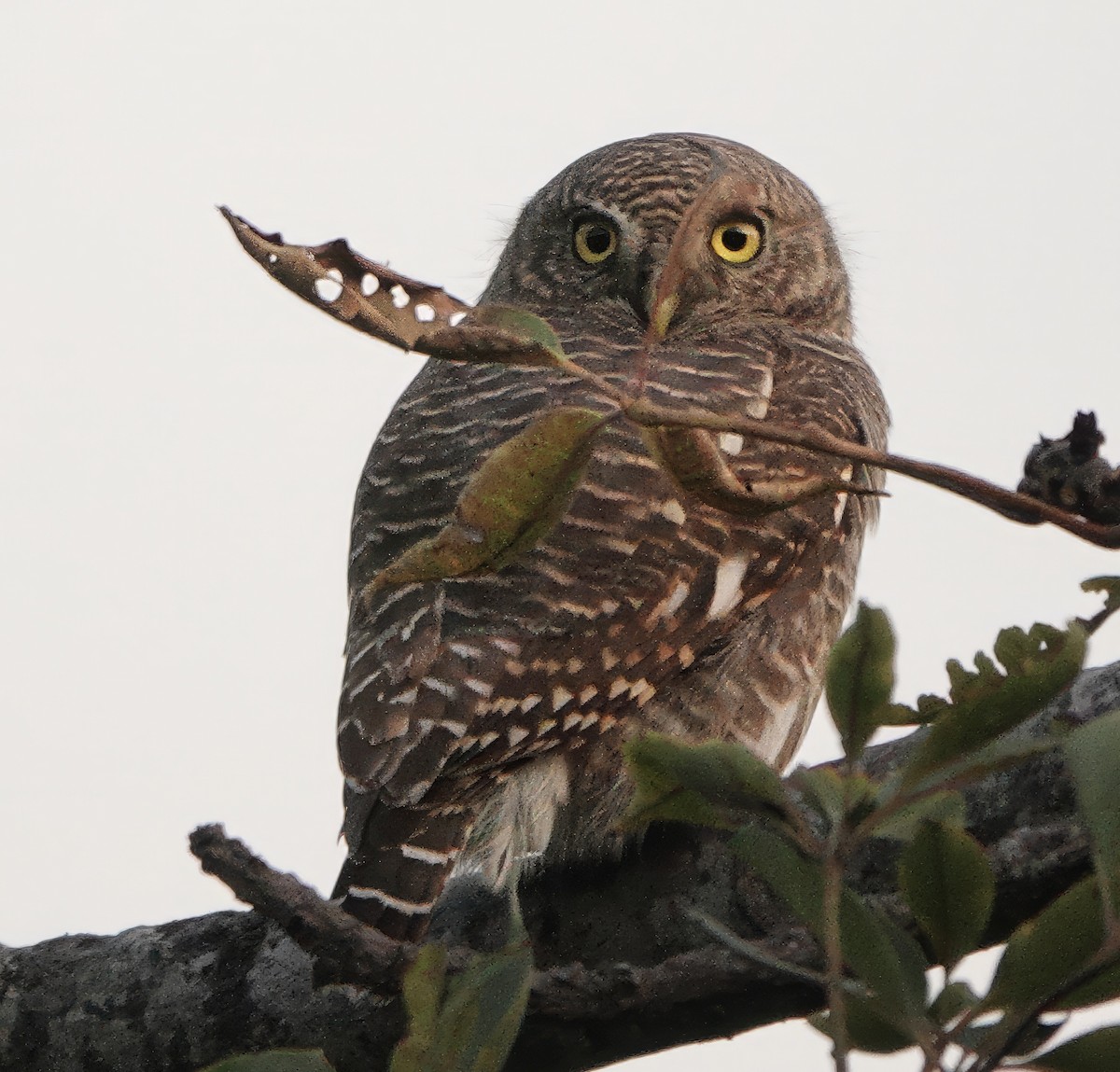 Asian Barred Owlet - ML646616704