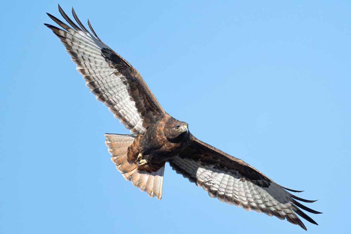 Red-tailed Hawk - ML646616705