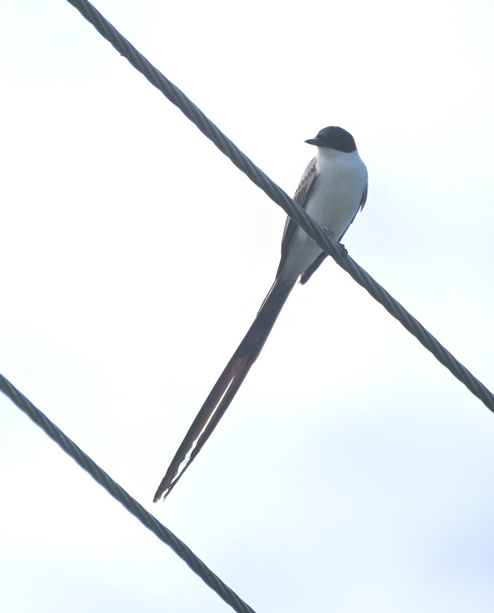 Tijereta Sabanera - ML646616706