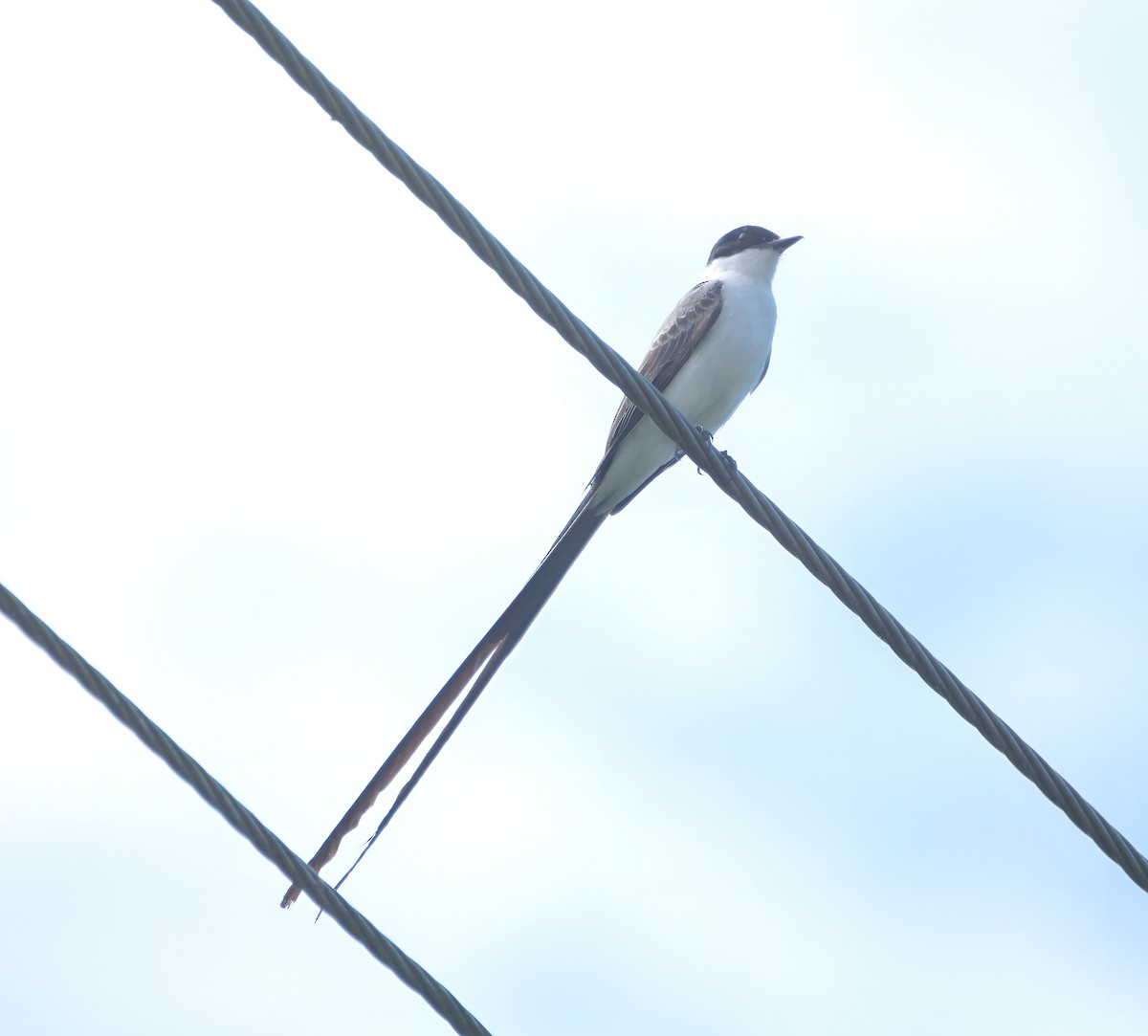 Tijereta Sabanera - ML646616707