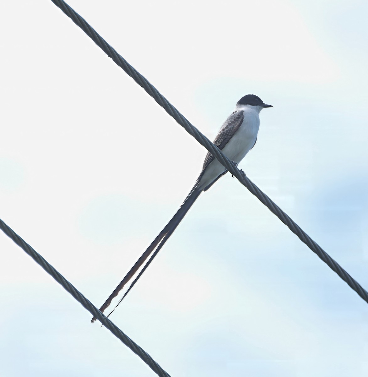 Tijereta Sabanera - ML646616708