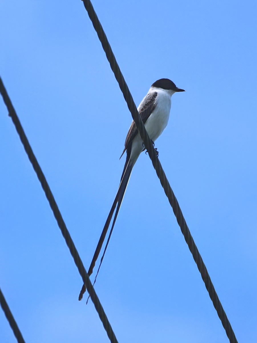 Tijereta Sabanera - ML646616709