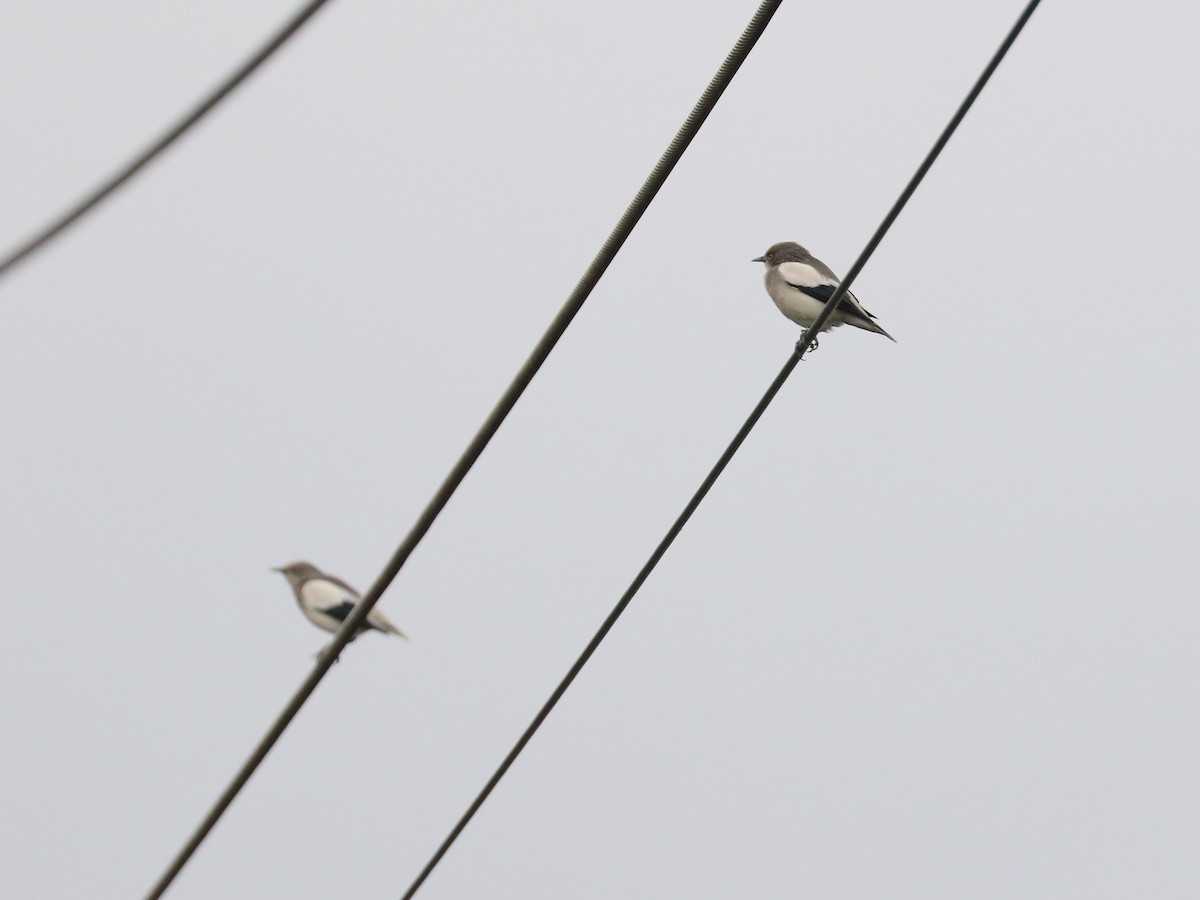 Estornino Chino - ML646616710