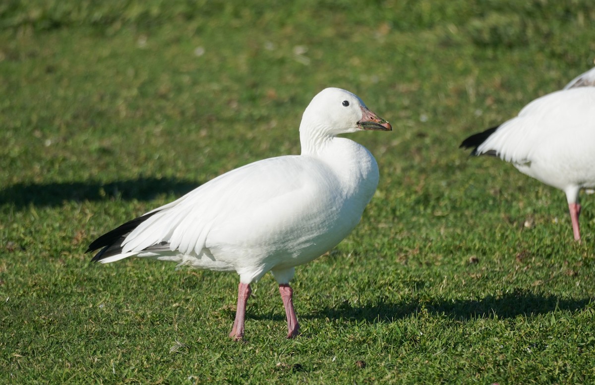 Snow Goose - ML646616711