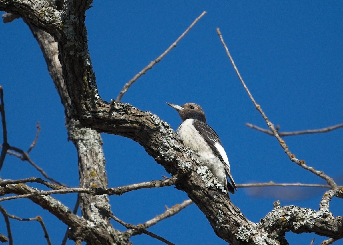 Carpintero Cabecirrojo - ML646616712